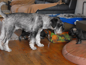 Kennel Het Hoog Oord