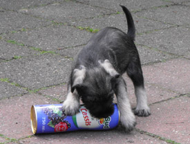 Kennel Het Hoog Oord