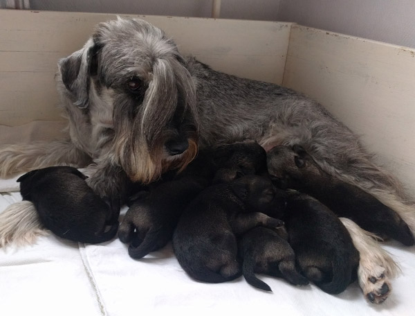 Ma: Joshi Artax's Angels (champ)