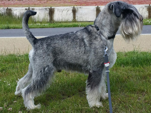 Pa: Lord Nero Het Hoog Oord