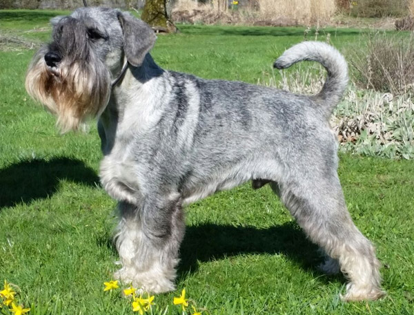 Amor Di Schnauzer Besame Mucho