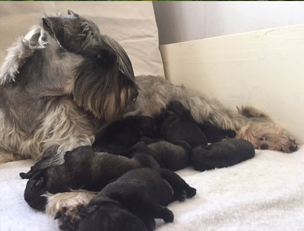 Pups met Ma: Oana Het Hoog Oord