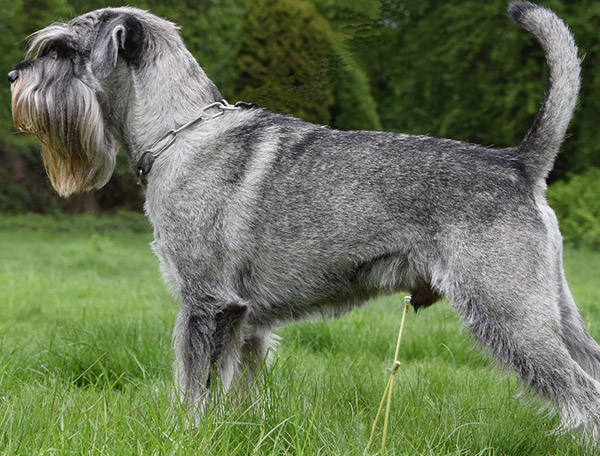 Pa: Vincent vom Fidibus