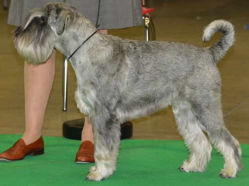 Joshi Artax’s Angels